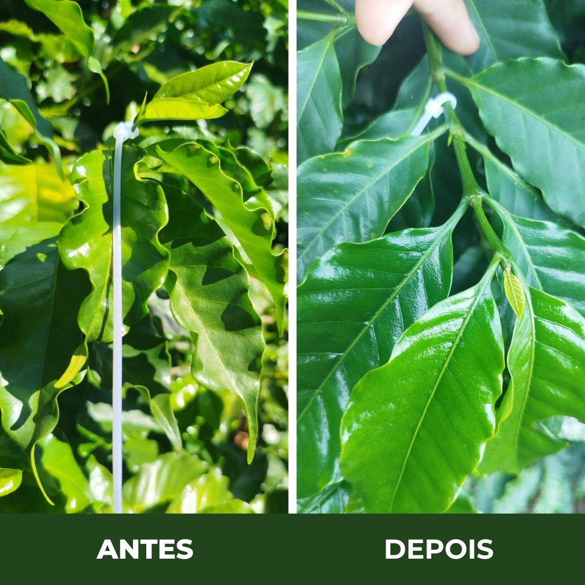 Comparação antes e depois do crescimento das folhas do cafeeiro